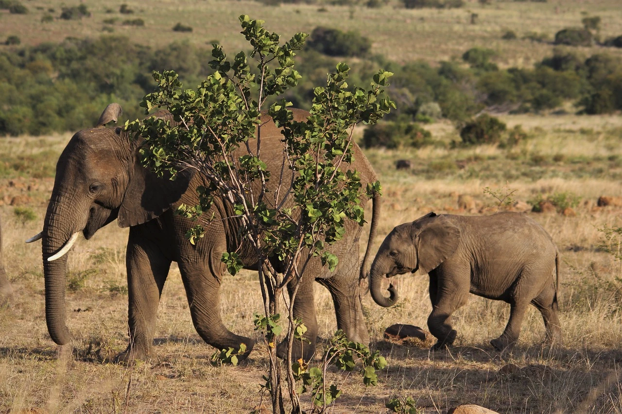 Petualangan Mendalami Kehidupan Gajah Liar di Afrika