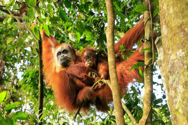 Bukit Lawang: A Captivating Ecotourism Paradise in North Sumatra